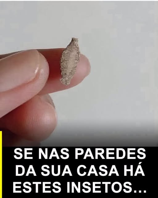 O curioso inseto que aparece nas paredes e nos tetos