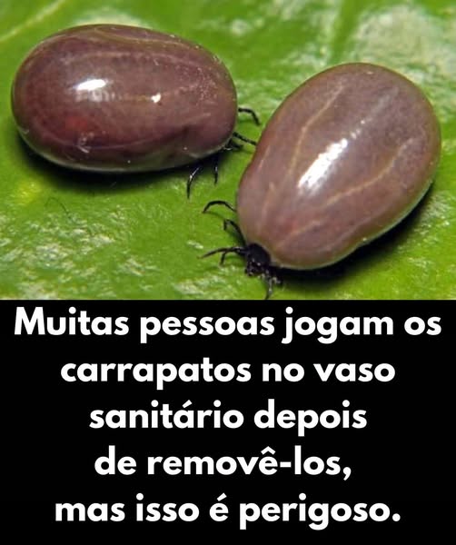 Por que você nunca deve jogar carrapatos no vaso sanitário