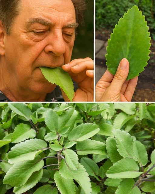 Folha-da-vida: Como Usar a Planta do Seu Jardim