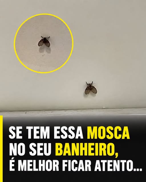 Pequena Mosca no Banheiro: Problema Escondido?
