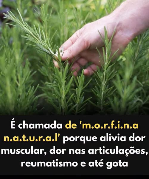 Morfina Natural: O Poder e os Benefícios do Alecrim