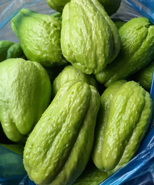 Médicos revelam que comer chuchu causa impactos vitais